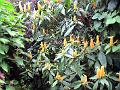 21a - Jardin Tropical 018